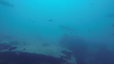 Resif balıkları cortez, Meksika denizden