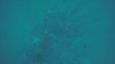 Okul ofmobula ışınları, deniz Cortez, Pasifik Okyanusu resifleri kum planckton beslenirler. Cabo Pulmo Milli Parkı, Baja California Sur, Meksika. Dünyanın akvaryum.