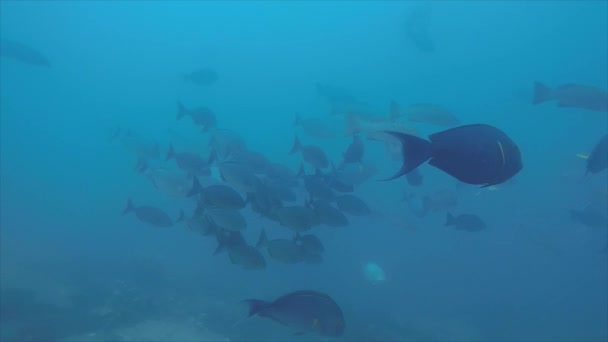 Arrecife Peces Del Mar Cortés México — Vídeo de stock