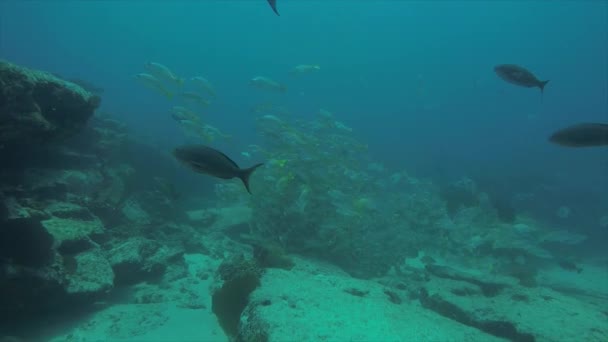 Bir Gemi Enkazı Okulda Oluşturan Sarı Balığı Lutjanus Argentiventris Resifleri — Stok video