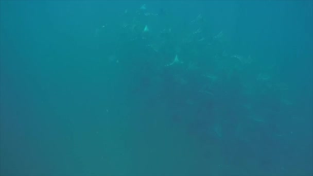 School Ofmobula Stralen Voeden Planckton Het Zand Van Riffen Van — Stockvideo