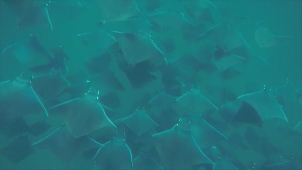 Scuola Dei Raggi Mobula Nutrendosi Del Plancton Nella Sabbia Delle — Video Stock