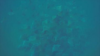 Okul ofmobula ışınları, deniz Cortez, Pasifik Okyanusu resifleri kum planckton beslenirler. Cabo Pulmo Milli Parkı, Baja California Sur, Meksika. Dünyanın akvaryum.