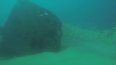 Bir gemi enkazı, okulda oluşturan sarı balığı (Lutjanus argentiventris), resifleri deniz Cortez, Pasifik Okyanusu. Cabo Pulmo, Baja California Sur, Meksika. Dünyanın akvaryum.
