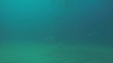 Büyük göz Trevally bir polarize okul, yem top ya da kasırga şekillendirme Jack, (Caranx sexfasciatus). Cabo Pulmo Milli Parkı, dünyanın akvaryum. Baja California Sur, Meksika.