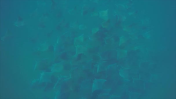 Școala Raze Mobula Hrănindu Planctonul Nisipul Recifurilor Din Marea Cortez — Videoclip de stoc