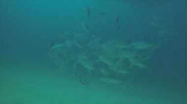 Büyük göz Trevally bir polarize okul, yem top ya da kasırga şekillendirme Jack, (Caranx sexfasciatus). Cabo Pulmo Milli Parkı, dünyanın akvaryum. Baja California Sur, Meksika.