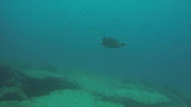 Resif balıkları cortez, Meksika denizden