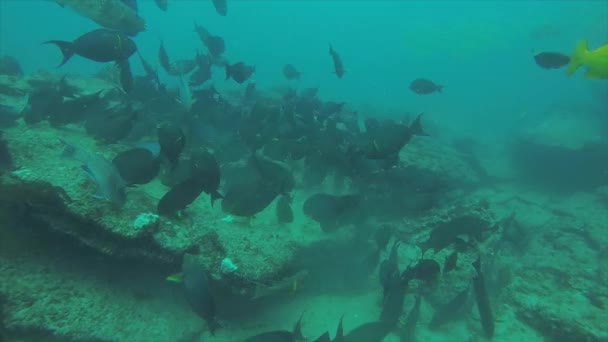 Reef Ψάρια Από Θάλασσα Του Κορτέζ Μεξικό — Αρχείο Βίντεο