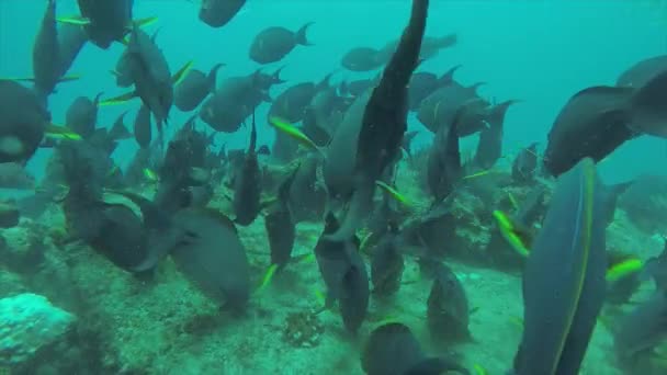 Arrecife Peces Del Mar Cortés México — Vídeos de Stock