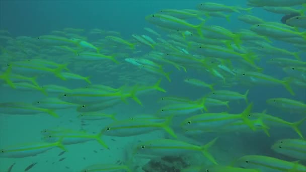 コルテス メキシコの海からサンゴ礁の魚 — ストック動画