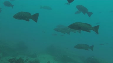 Leopar orfoz (Mycteroperca rosacea), grup deniz Cortez, Pasifik Okyanusu resifleri besleyen. Cabo Pulmo Milli Parkı, Baja California Sur, Meksika. Cousteau dünya akvaryum adlı.
