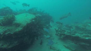 Leopar orfoz (Mycteroperca rosacea), grup deniz Cortez, Pasifik Okyanusu resifleri besleyen. Cabo Pulmo Milli Parkı, Baja California Sur, Meksika. Cousteau dünya akvaryum adlı.