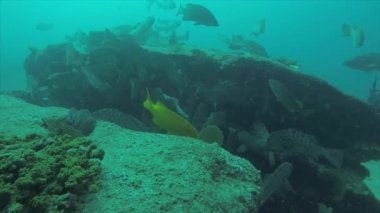 Leopar orfoz (Mycteroperca rosacea), grup deniz Cortez, Pasifik Okyanusu resifleri besleyen. Cabo Pulmo Milli Parkı, Baja California Sur, Meksika. Cousteau dünya akvaryum adlı.