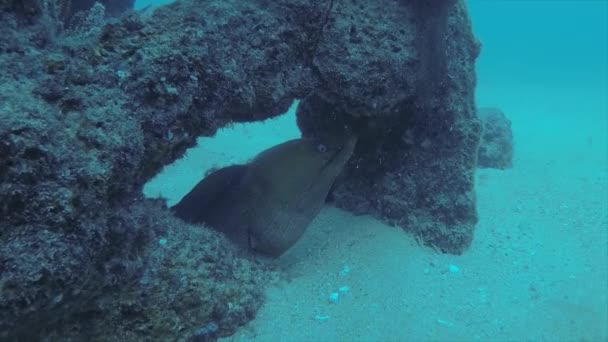 Panamic Gröna Muränor Gymnothorax Castaneus Munnen Vidöppen Vilar Reven Cortez — Stockvideo