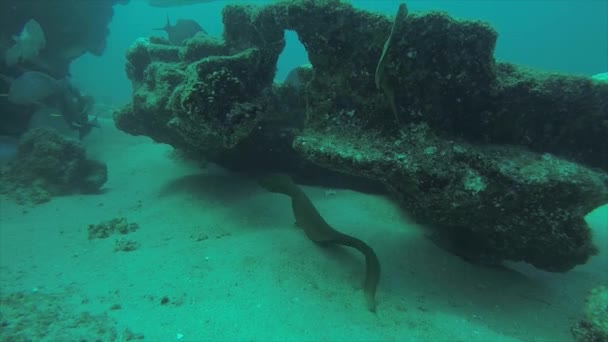 Panamic Grüne Muräne Gymnothorax Castaneus Mund Weit Geöffnet Ruht Riffen — Stockvideo