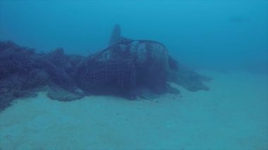 Deniz kaplumbağası resifleri Cabo Pulmo Milli Parkı, dünyanın akvaryum, içinde. Baja California Sur, Meksika.