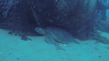 Deniz kaplumbağası resifleri Cabo Pulmo Milli Parkı, dünyanın akvaryum, içinde. Baja California Sur, Meksika.