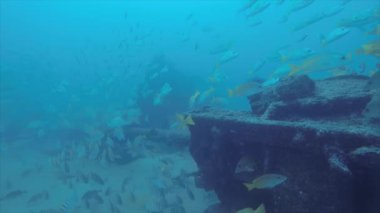 Bir gemi enkazı, okulda oluşturan sarı balığı (Lutjanus argentiventris), resifleri deniz Cortez, Pasifik Okyanusu. Cabo Pulmo, Baja California Sur, Meksika. Dünyanın akvaryum.