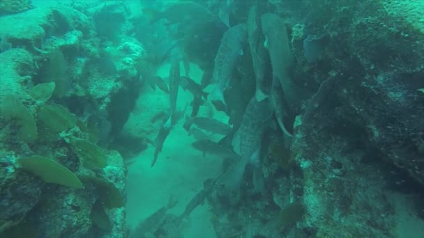 Leopard Grouper Mycteroperca Rosacea Group Feeding Reefs Sea Cortez Pacific — Stock Video