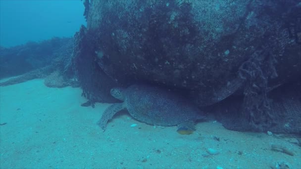 Tortuga Marina Los Arrecifes Del Parque Nacional Cabo Pulmo Acuario — Vídeos de Stock