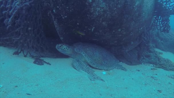カボ仏母の国立公園 世界の水族館のサンゴ礁でウミガメ バハカリフォルニアスル メキシコ — ストック動画