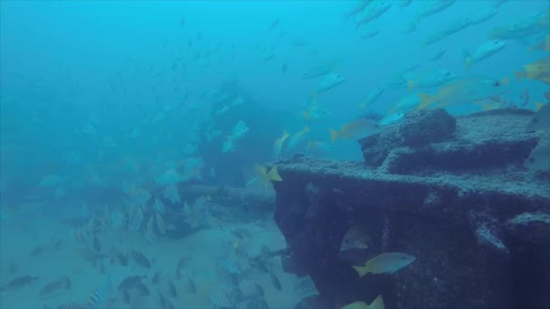 Gele Snapper Lutjanus Argentiventris Vorming Van Een School Een Schipbreuk — Stockvideo