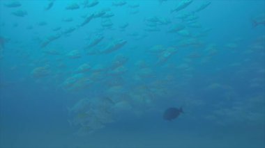 Bir gemi enkazı, okulda oluşturan sarı balığı (Lutjanus argentiventris), resifleri deniz Cortez, Pasifik Okyanusu. Cabo Pulmo, Baja California Sur, Meksika. Dünyanın akvaryum.