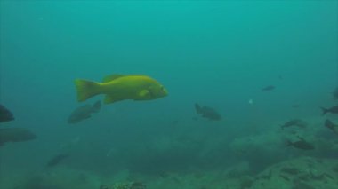 Resif balıkları cortez, Meksika denizden