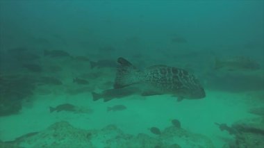 Resif balıkları cortez, Meksika denizden