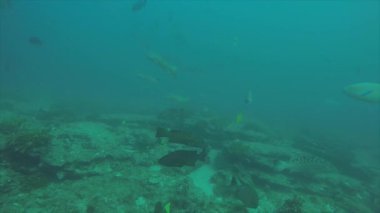 Leopar orfoz (Mycteroperca rosacea), grup deniz Cortez, Pasifik Okyanusu resifleri besleyen. Cabo Pulmo Milli Parkı, Baja California Sur, Meksika. Cousteau dünya akvaryum adlı.