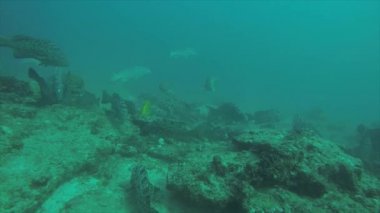 Leopar orfoz (Mycteroperca rosacea), grup deniz Cortez, Pasifik Okyanusu resifleri besleyen. Cabo Pulmo Milli Parkı, Baja California Sur, Meksika. Cousteau dünya akvaryum adlı.