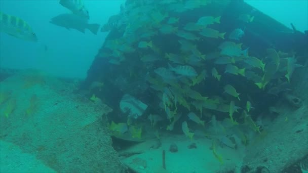 Bir Gemi Enkazı Okulda Oluşturan Sarı Balığı Lutjanus Argentiventris Resifleri — Stok video