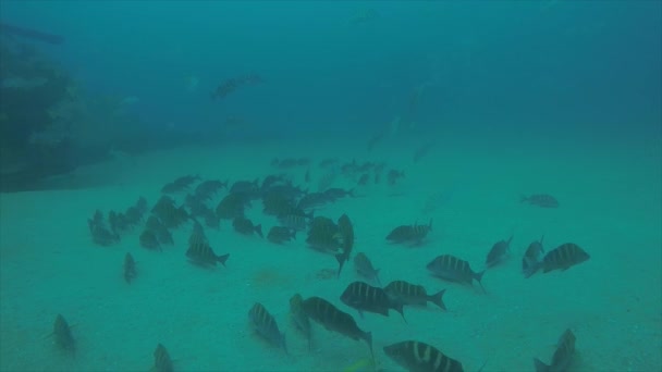 Peixes Recifais Mar Cortez México — Vídeo de Stock