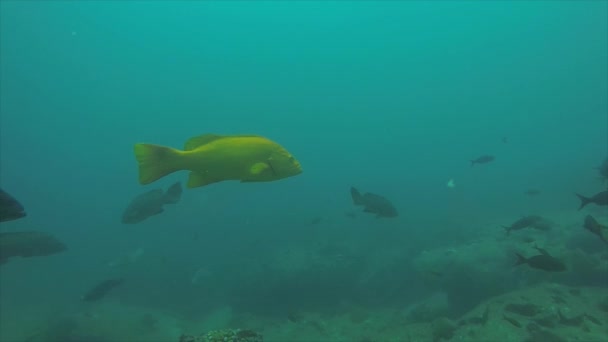 Рифовые Рыбы Моря Кортес Мексика — стоковое видео