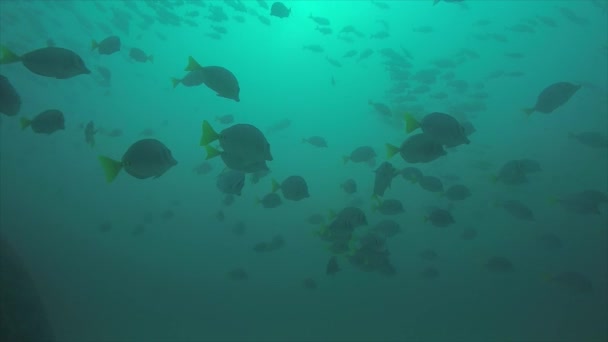 Reef Fishes Sea Cortez Mexico — Stock Video