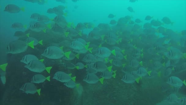 Reef Ψάρια Από Θάλασσα Του Κορτέζ Μεξικό — Αρχείο Βίντεο