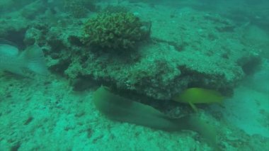 Panamic yeşil Müren balığı (Gymnothorax castaneus), ağız açık deniz Cortez, Pasifik Okyanusu resifleri dinlenme. Cabo Pulmo, Baja California Sur, Meksika. Dünyanın akvaryum.