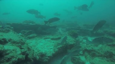 Leopar orfoz (Mycteroperca rosacea), grup deniz Cortez, Pasifik Okyanusu resifleri besleyen. Cabo Pulmo Milli Parkı, Baja California Sur, Meksika. Cousteau dünya akvaryum adlı.