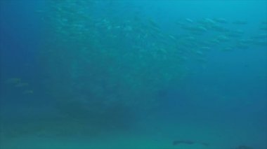 Bir gemi enkazı, okulda oluşturan sarı balığı (Lutjanus argentiventris), resifleri deniz Cortez, Pasifik Okyanusu. Cabo Pulmo, Baja California Sur, Meksika. Dünyanın akvaryum.