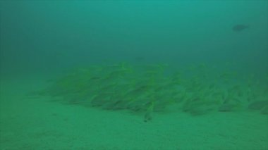 Bir gemi enkazı, okulda oluşturan sarı balığı (Lutjanus argentiventris), resifleri deniz Cortez, Pasifik Okyanusu. Cabo Pulmo, Baja California Sur, Meksika. Dünyanın akvaryum.