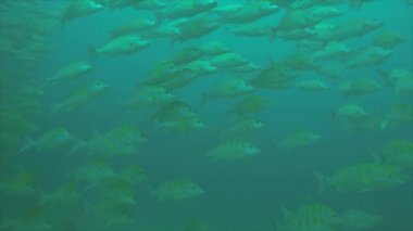 Bir gemi enkazı, okulda oluşturan sarı balığı (Lutjanus argentiventris), resifleri deniz Cortez, Pasifik Okyanusu. Cabo Pulmo, Baja California Sur, Meksika. Dünyanın akvaryum.