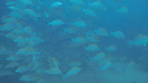 Revet Fiskar Från Havet Cortez Mexiko — Stockvideo