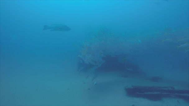 Pargo Amarillo Lutjanus Argentiventris Formando Una Escuela Naufragio Arrecifes Mar — Vídeo de stock