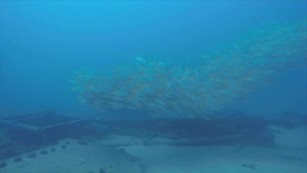 Жовтий Snapper Lutjanus Argentiventris Утворюючи Школу Корабельної Аварії Рифи Море — стокове відео