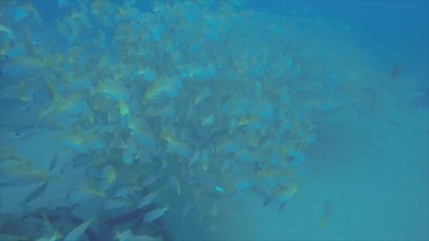 Gula Snapper Lutjanus Argentiventris Bildar Skola Ett Skeppsbrott Reven Sea — Stockvideo