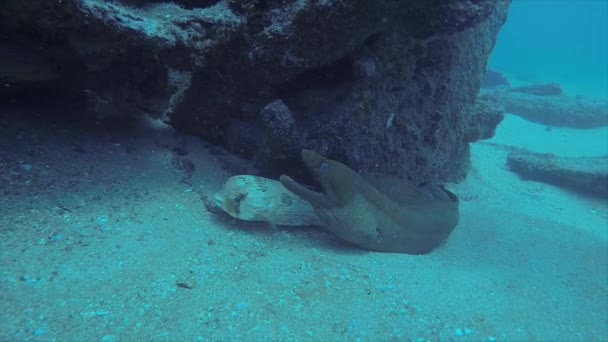 Revet Fiskar Från Havet Cortez Mexiko — Stockvideo