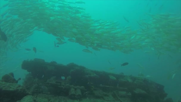 Bir Gemi Enkazı Okulda Oluşturan Sarı Balığı Lutjanus Argentiventris Resifleri — Stok video