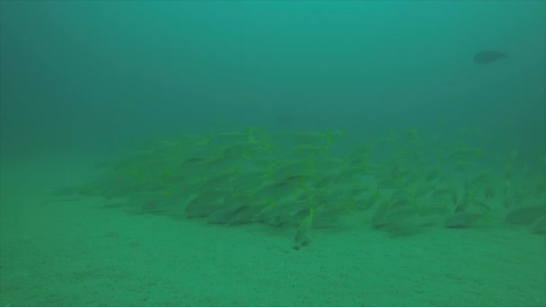 Snapper Jaune Lutjanus Argentiventris Formant Une École Dans Naufrage Récifs — Video