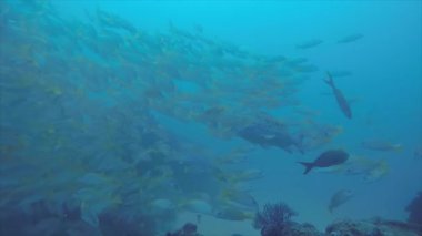 Bir gemi enkazı, okulda oluşturan sarı balığı (Lutjanus argentiventris), resifleri deniz Cortez, Pasifik Okyanusu. Cabo Pulmo, Baja California Sur, Meksika. Dünyanın akvaryum.